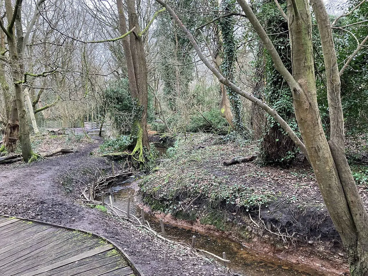 Woodland at Moseley Bog